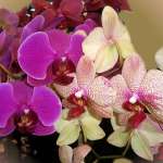 Лаура, фото