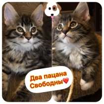Котята породы мейн-кун, в Москве