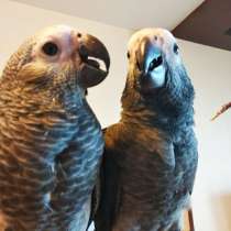 Попугай жако-выкормыши, окольцованые. Ручные, в Новосибирске