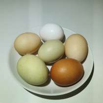 Куриные яйца, в Климовске