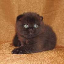 Шотландская кошечка из питомника, в Санкт-Петербурге