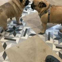 Предлагаются к резерву и дальнейшей продаже щенки мопса ! !!, в Калуге