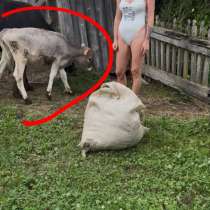 Телёнок на вырост, в Смоленске