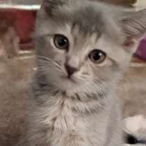 Кошка скотиш страйт, в г.Бухара