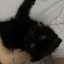Котенок вислоухий шотландский, в Челябинске