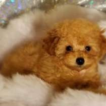 Toy poodle. Apricot. Boy and girl, в г.Freisen
