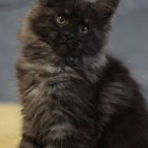 Available Maine Coon kittens, в г.Берлин