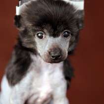 Чёрная голая девочка Китайской хохлатой собаки, в Москве
