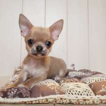 Малыш чихуахуа, в Москве