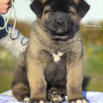 Акита, в Ростове-на-Дону