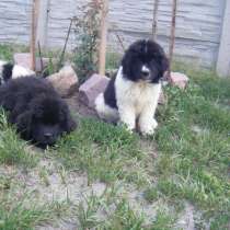 Ньюфаундленд - чёрные и бело-чёрные щенки, 4 месяца, FCI-КСУ, в г.Киев