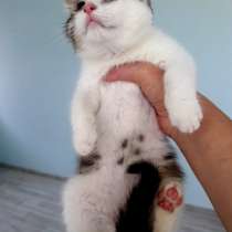 Котята метисы бенгала, в Москве