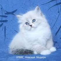 Невские маскарадные котята, в Москве