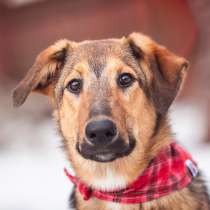 Щенок Фанта в добрые руки! В дар!, в Москве