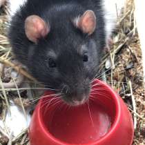 Крыса, окрас черно белый, возраст 5 месяцев, в Тамбове