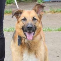 Позитивная Сэмми в поисках своей семьи!, в Москве