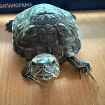 Отдам черепаху в добрые руки✨?, в Вологде