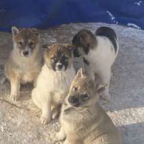 Щенки западно- сибирской лайки, в Москве