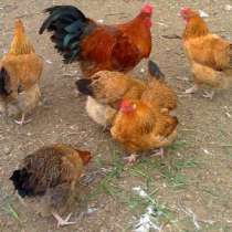 цыплята породы кучинская-юбилейная, в Костроме