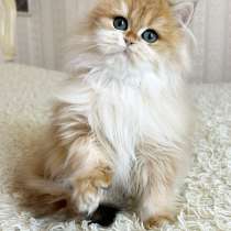 Милый Барни в окрасе ny12, в Москве