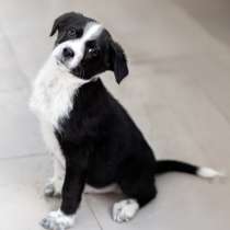 Чудесный щенок Чижик ищет дом, в Москве