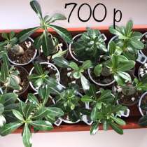 Адениум. Сахалин, в Аниве