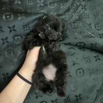 Шпиц, в Артеме