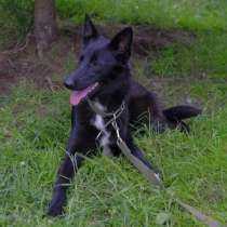 Вакса чернобурая лисичка-невеличка! Ищет семью!, в Москве