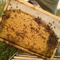 Пчелосемьи, отводки, пчеломатки, в Томске