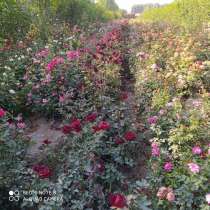 Саженцы роз, в Ульяновске