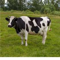 Корова Краснодар, в Краснодаре