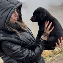 Отдам щенка (2 месяца) მე ვაჩუქებ ლეკვს, в г.Тбилиси