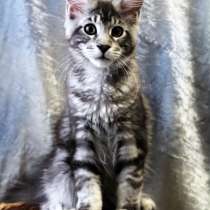 Продаются пушистые коты породы Мейн-кун, в Санкт-Петербурге