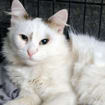 Котик Шуберт, в Москве