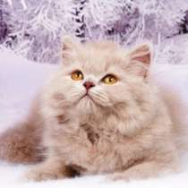 Продаются Британские длинношерстные котятки, в Санкт-Петербурге