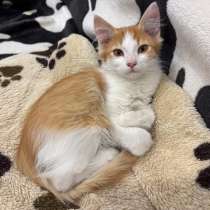 Котенок в добрые руки. Рыжий Лёвик, в Москве