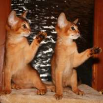 Абиссинские котята, в Раменское