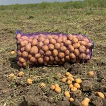 Картофель от 100 кг, в Приморско-Ахтарске