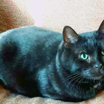 Британский крупный черный красавец-кот Дуглас в добрые руки, в Москве