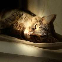 Отдам кота в добрые руки, в Богородске