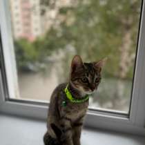 Котёнок, в Челябинске