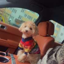 Мальтипу ищет невесту, в Воронеже