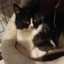 Котенок Танечка, в Санкт-Петербурге