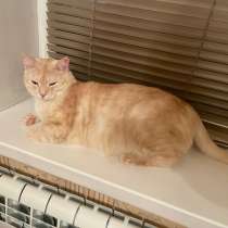 Отдадим котика персик ого цвета, в Кемерове