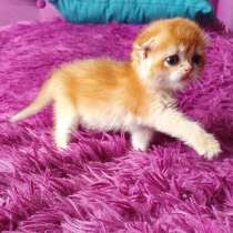 Scottish fold gold SFS ny 12, в Москве