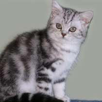 Британский котик черный мрамор на серебре, в Санкт-Петербурге