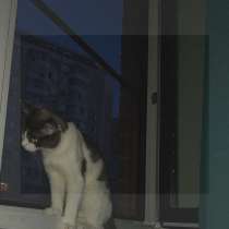 Кот в добрые руки, в Москве