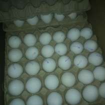 Яйца с-1 белые, в Чебоксарах