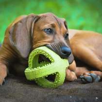 Rhodesian ridgeback puppies, в г.Минск