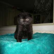 Продается черный вислоухий котенок, в Дубне